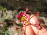 Saxifraga kolenatiana