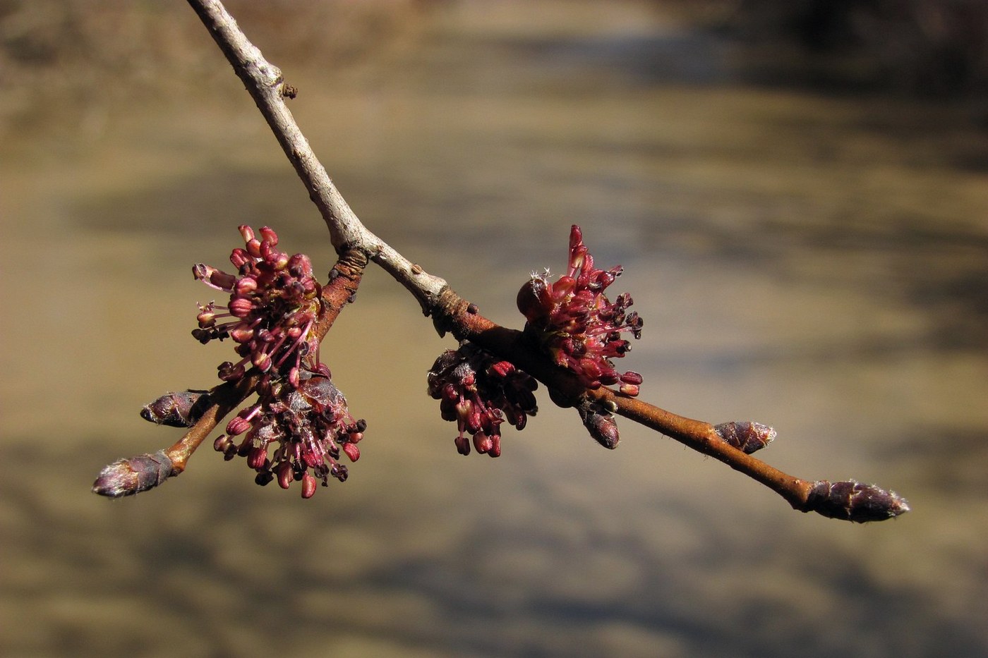 Image of Ulmus minor specimen.