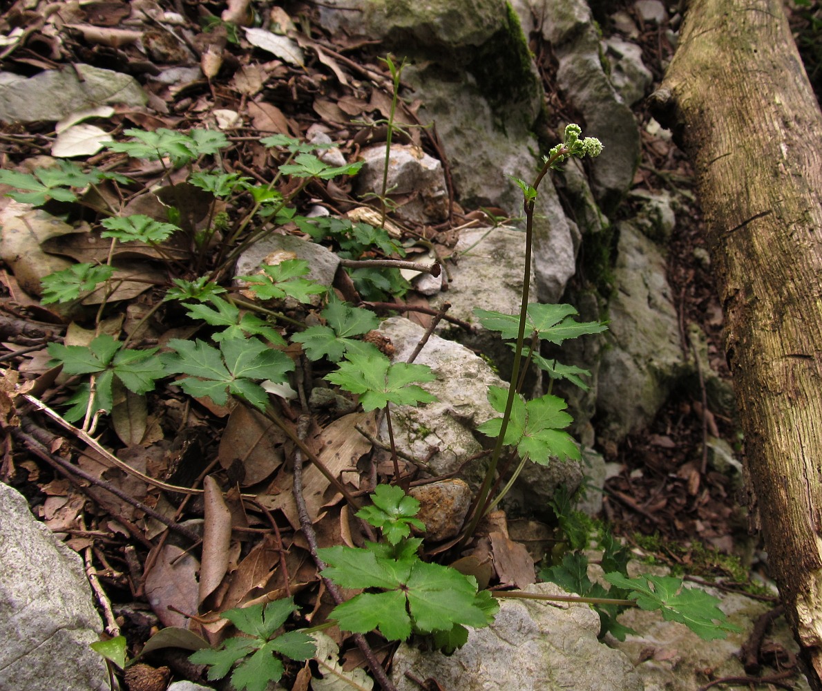 Изображение особи Sanicula europaea.