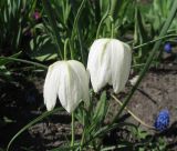 Fritillaria meleagris. Цветки. Санкт-Петербург, клумба. 15 мая 2012 г.