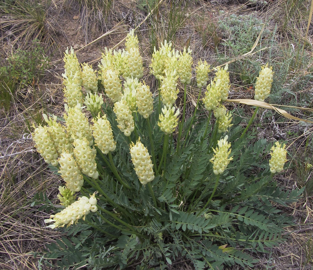 Изображение особи Astragalus follicularis.