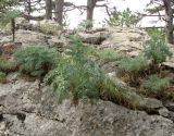 Seseli gummiferum. Растения на скале. Крым, южный берег, окр. Алупки, сосновый лес. 2 июня 2012 г.
