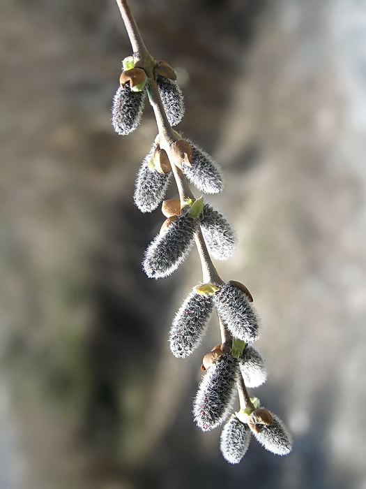 Image of Salix integra specimen.