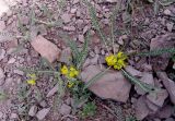 Astragalus pseudoutriger
