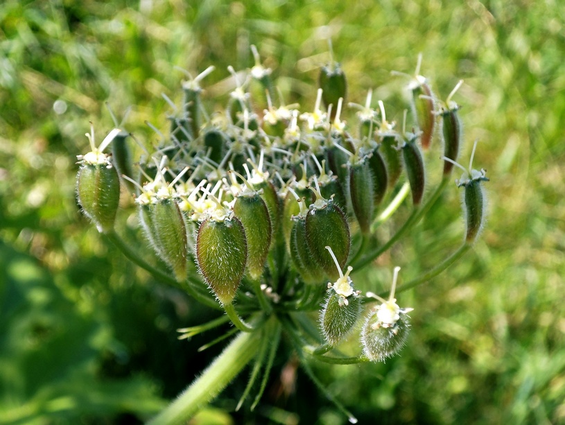 Image of Heracleum sosnowskyi specimen.