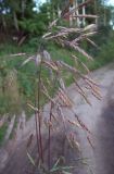 Bromus arvensis