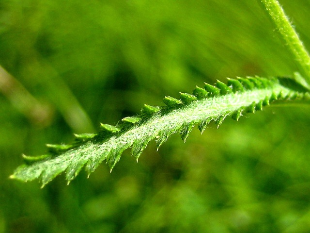 Image of Achillea alpina specimen.