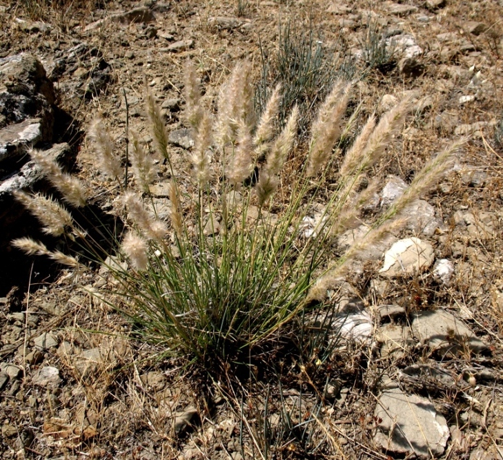 Image of Enneapogon persicus specimen.