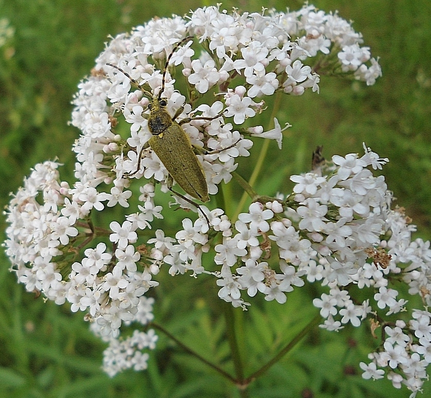 Image of Valeriana officinalis specimen.