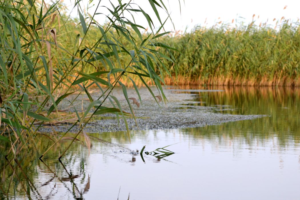 Image of Phragmites australis specimen.