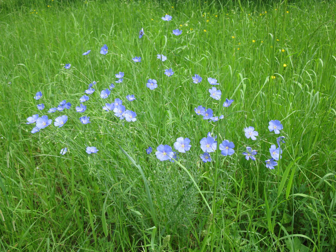 Изображение особи Linum perenne.