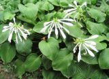 Hosta plantaginea