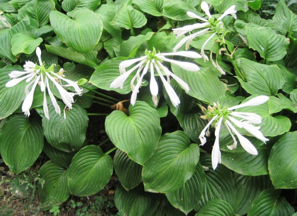 Изображение особи Hosta plantaginea.