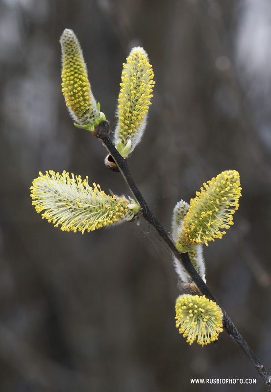 Изображение особи Salix cinerea.
