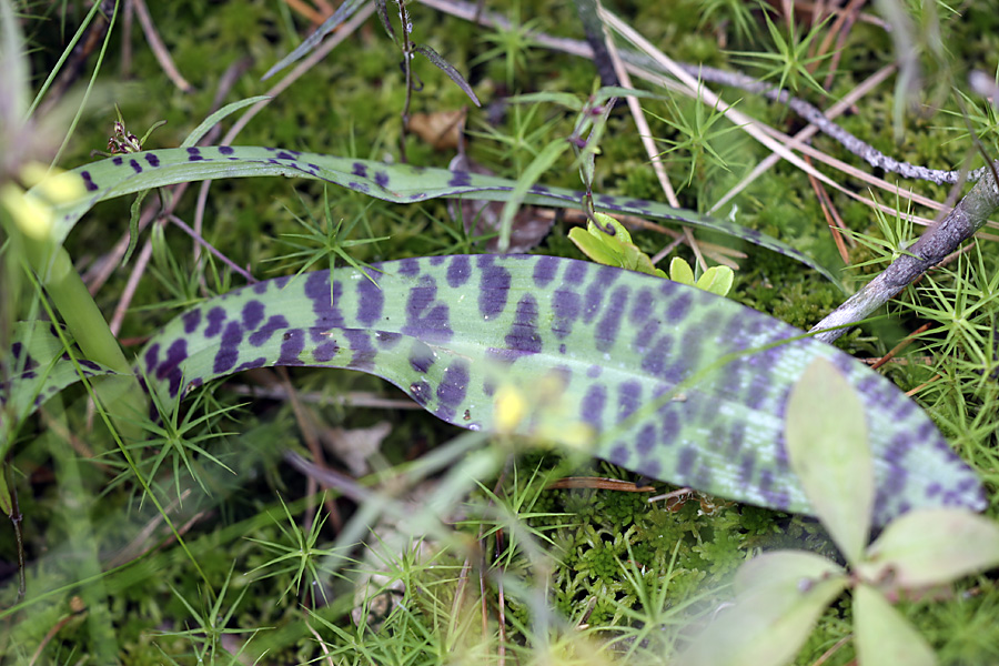 Изображение особи Dactylorhiza maculata.