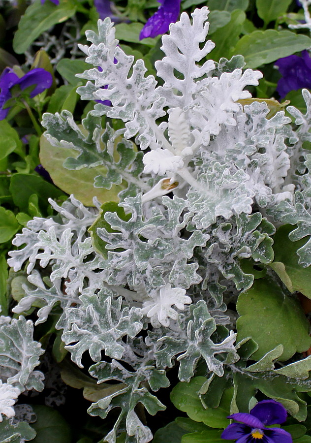 Изображение особи Senecio cineraria.