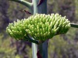 Agave americana. Нераспустившееся соцветие. Испания, автономное сообщество Каталония, провинция Барселона, Комарка Барселонес, г. Барселона, склон горы Монжуик. 8 июля 2012 г.
