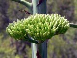 Agave americana