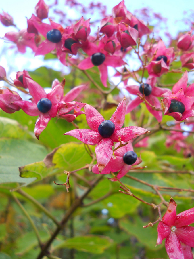 Image of Clerodendrum trichotomum specimen.