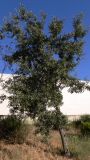 Malus domestica. Плодоносящее дерево. Португалия, округ Гуарда, муниципалитет Селорику-да-Бейра, район Ратоейра. 17.07.2012.