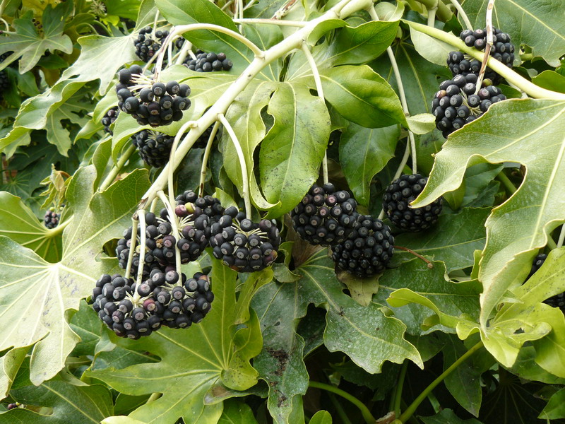 Image of Fatsia japonica specimen.