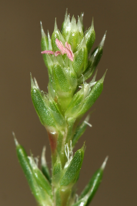 Изображение особи Salsola collina.