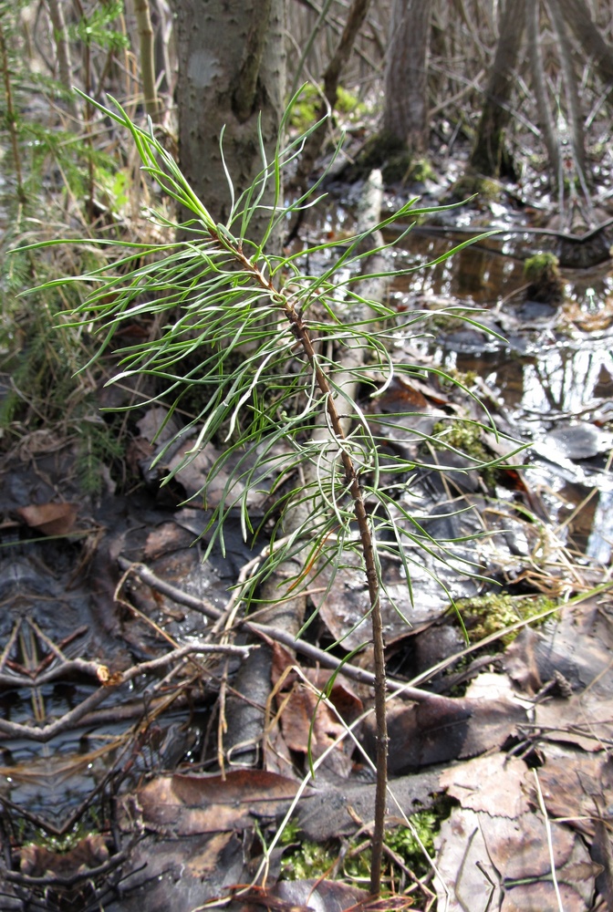 Изображение особи Pinus sylvestris.