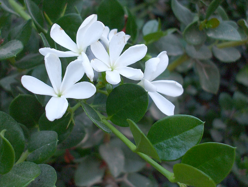 Изображение особи Carissa macrocarpa.