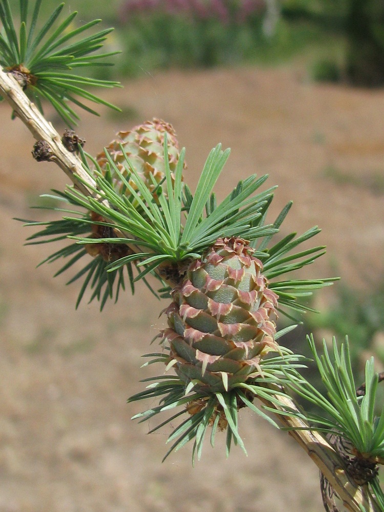 Image of Larix decidua specimen.