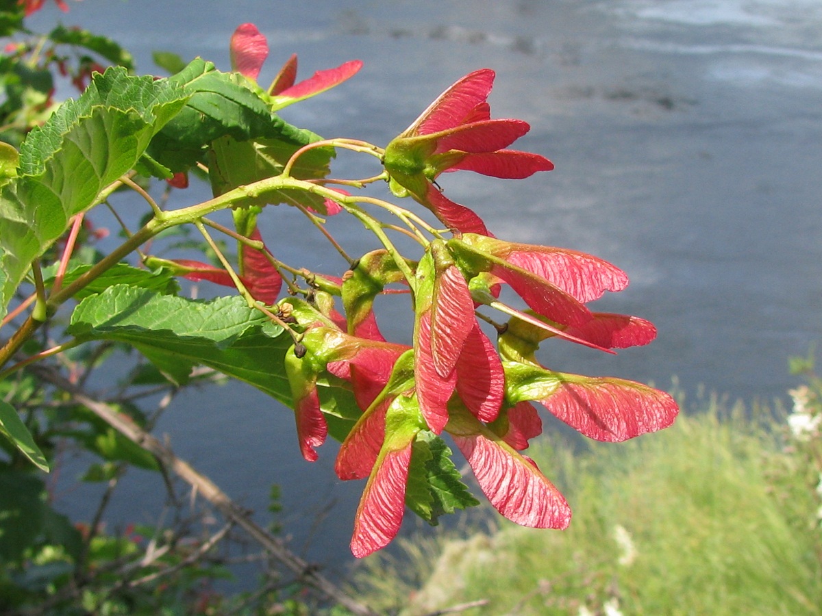 Image of Acer tataricum specimen.