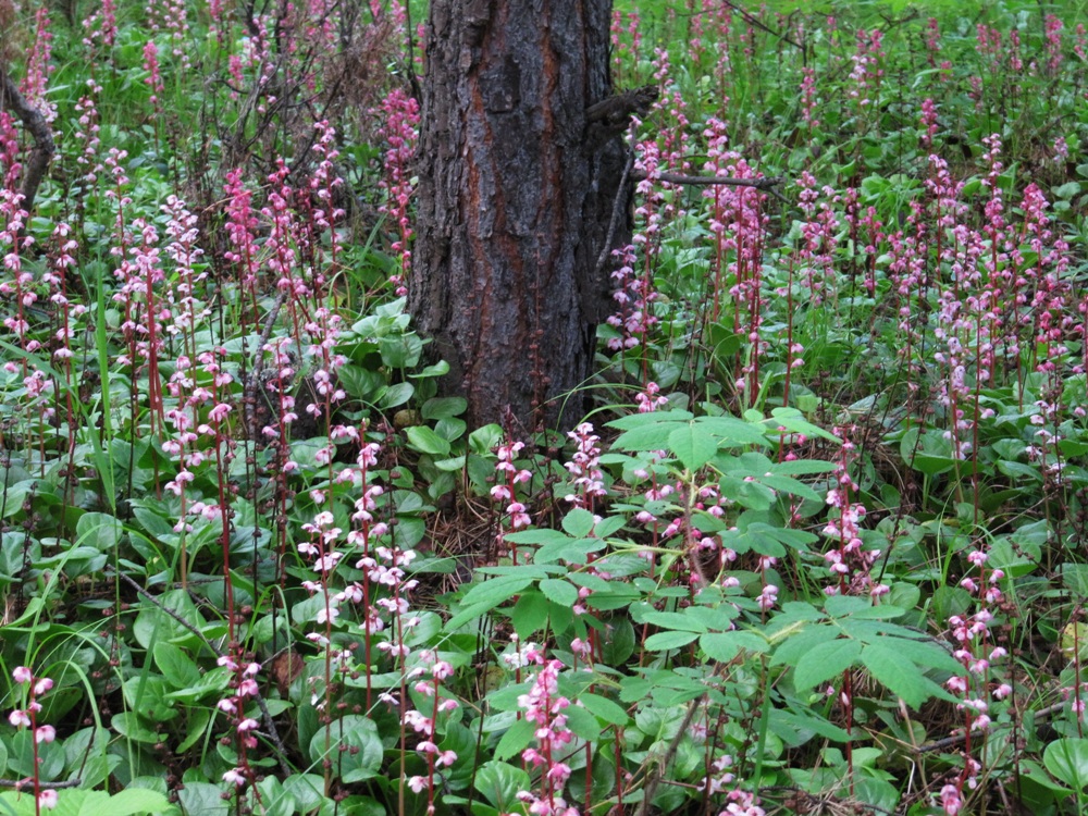 Изображение особи Pyrola incarnata.