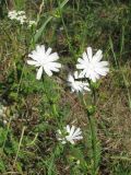 Cichorium intybus. Соцветия (белоцветковая форма). Украина, г. Запорожье, недалеко от автовокзала. 10.07.2011.