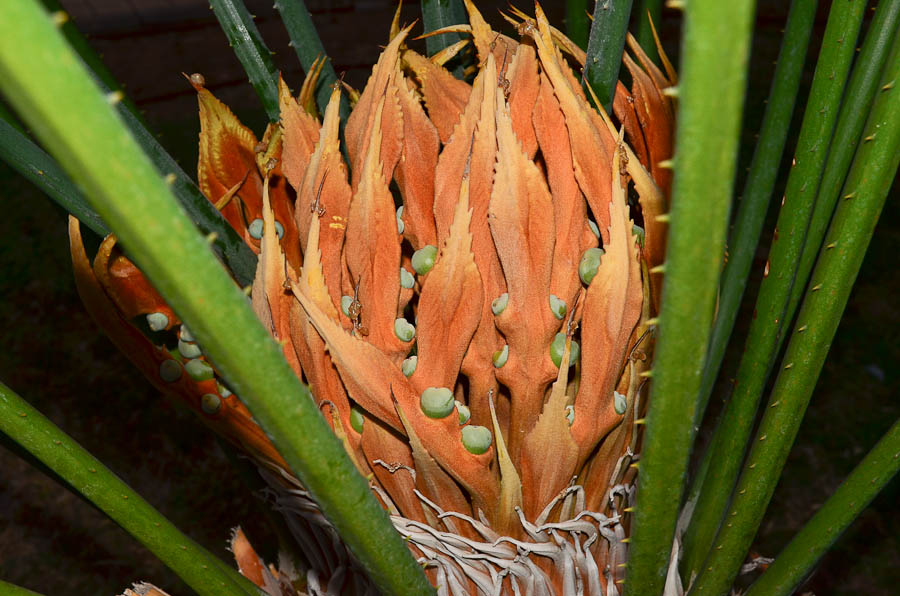 Image of Cycas thouarsii specimen.