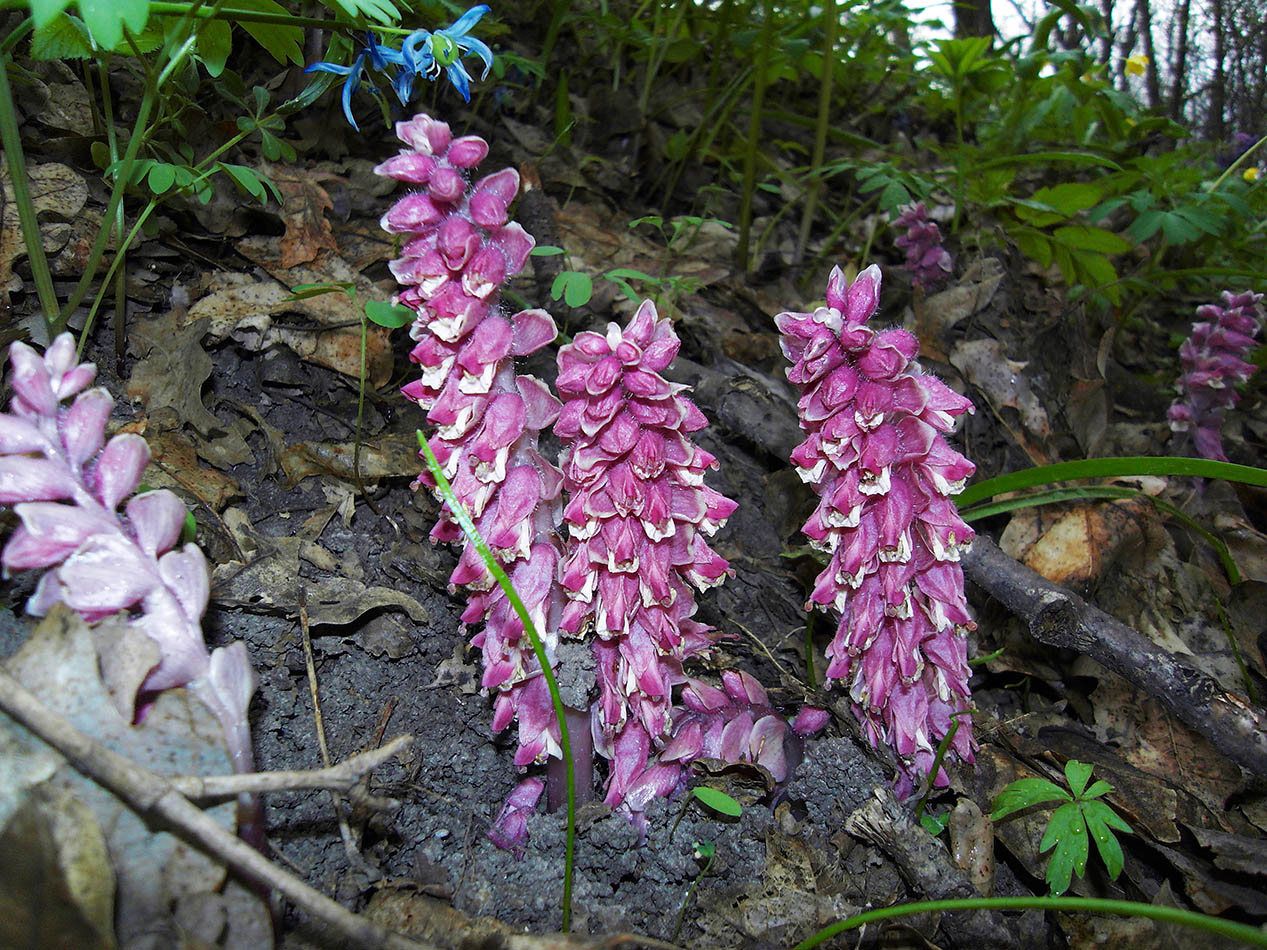 Изображение особи Lathraea squamaria.