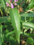 Phlomis pungens