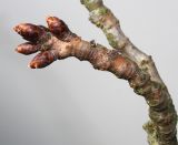 Prunus serrulata. Короткий побег с покоящимися почками ('Pendula'). Германия, г. Кемпен, в парке. 30.03.2013.