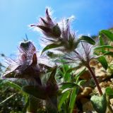 Stachys lavandulifolia