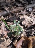 Chimaphila umbellata