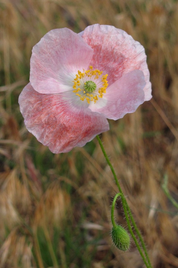 Image of Papaver rhoeas specimen.