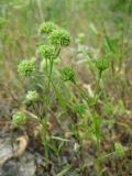 Valerianella coronata