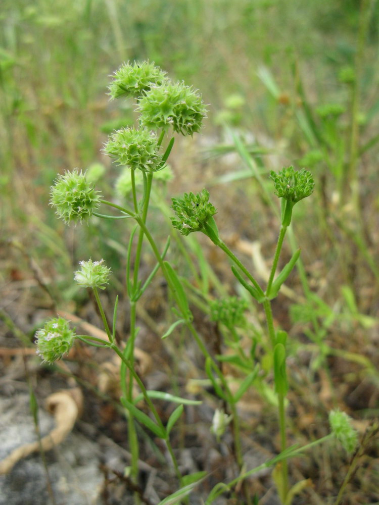 Изображение особи Valerianella coronata.