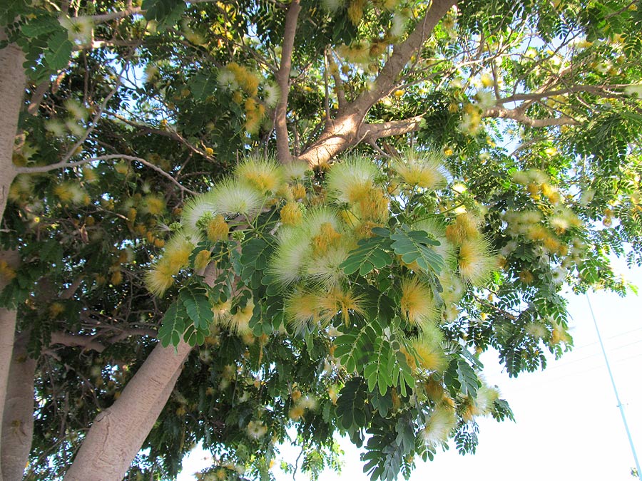 Image of Albizia lebbeck specimen.