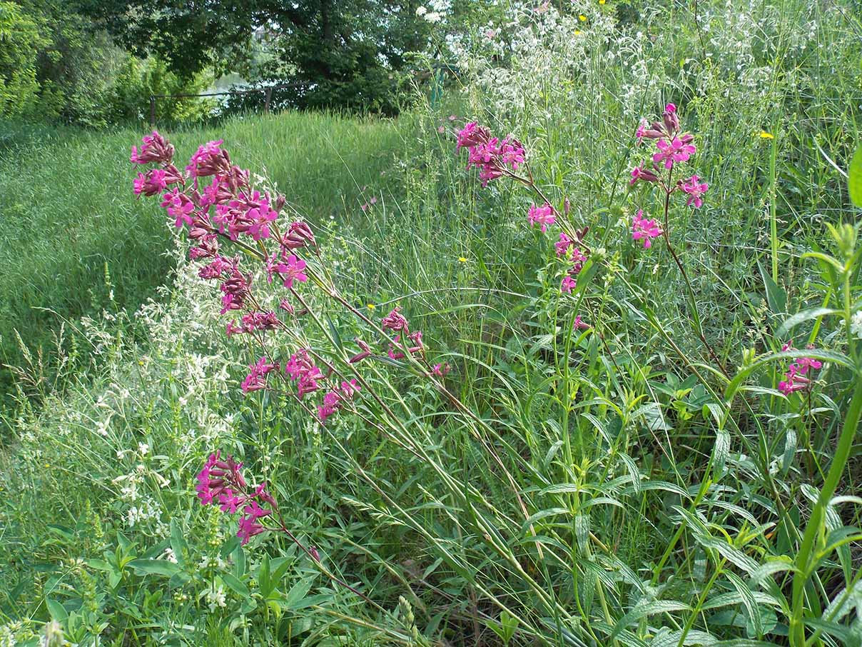 Изображение особи Viscaria vulgaris.