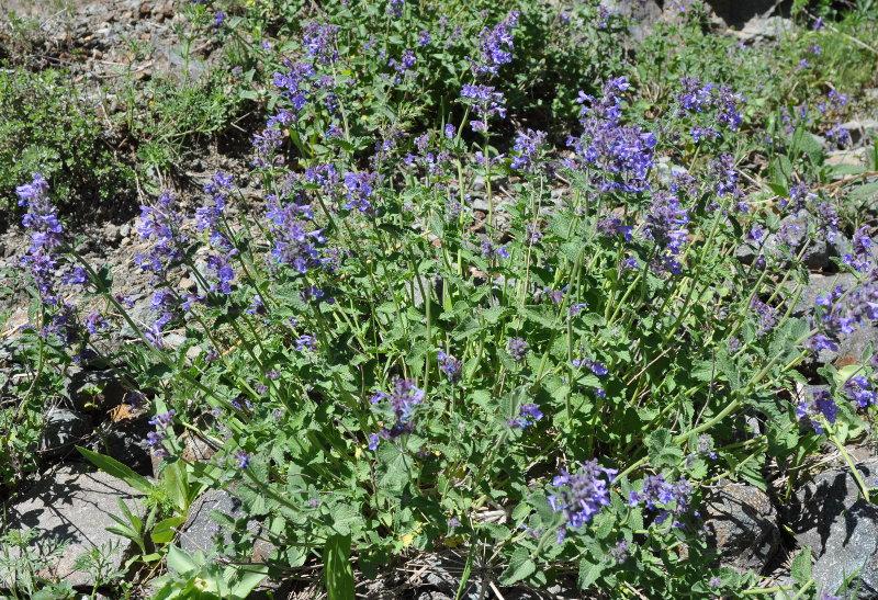 Изображение особи Nepeta mussinii.