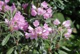 Rhododendron smirnowii