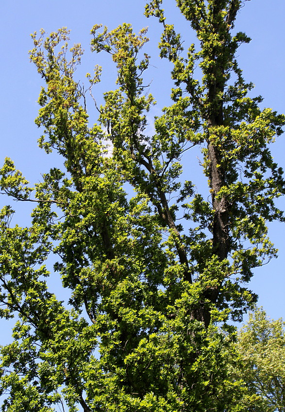 Изображение особи Quercus robur f. fastigiata.