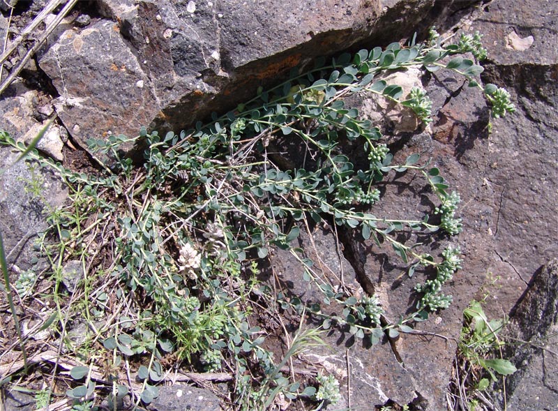 Image of Telephium orientale specimen.