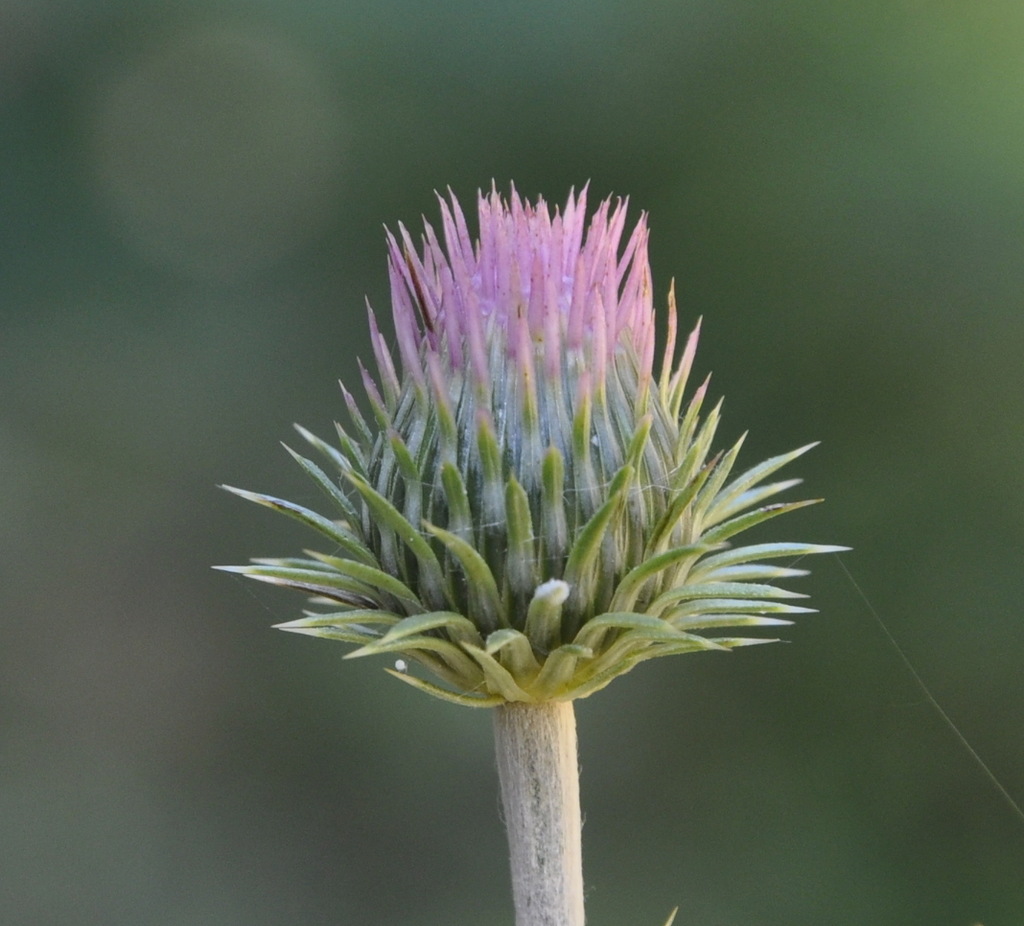 Image of genus Carduus specimen.