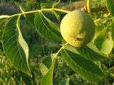 Juglans regia. Плод и сегменты листьев. Краснодарский край, окр. г. Крымск, ореховая роща в р-не Скалы. 27.06.2013.