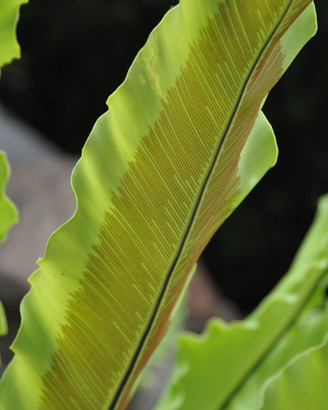 Image of Asplenium nidus specimen.